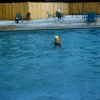 enjoyingpool1962-2340277126-o